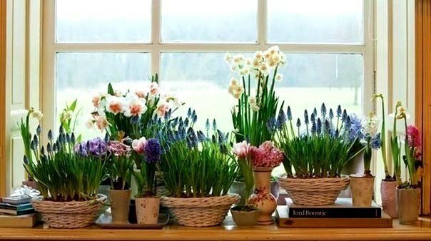 6 СОВЕТОВ, КАК ПРИВЛЕЧЬ В ДОМ СЧАСТЬЕ, ЛЮБОВЬ И ДОСТАТОК с помощью домашних растений